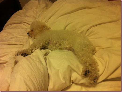 bell sleeping
