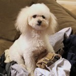 bellaonthelaundry.jpg