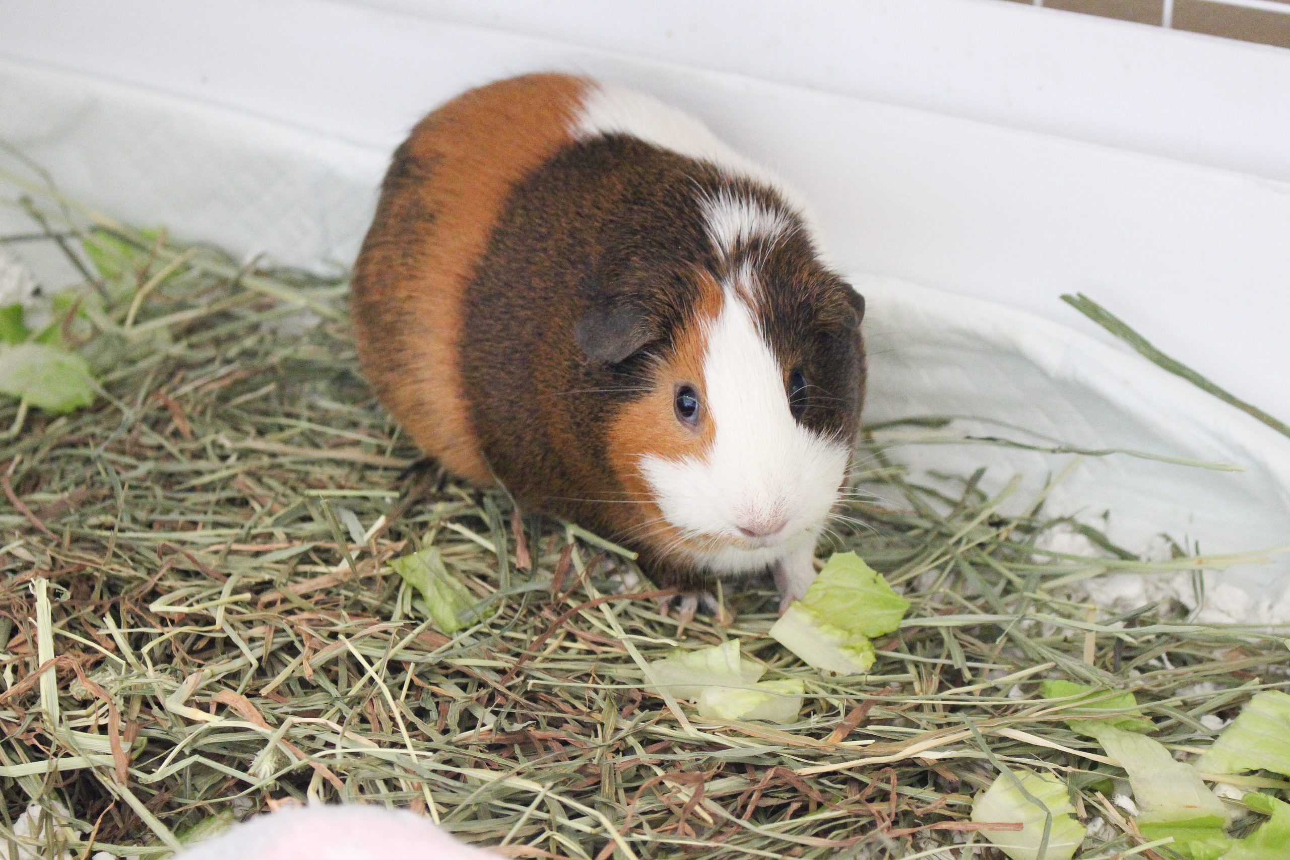 Guinea deals pig care