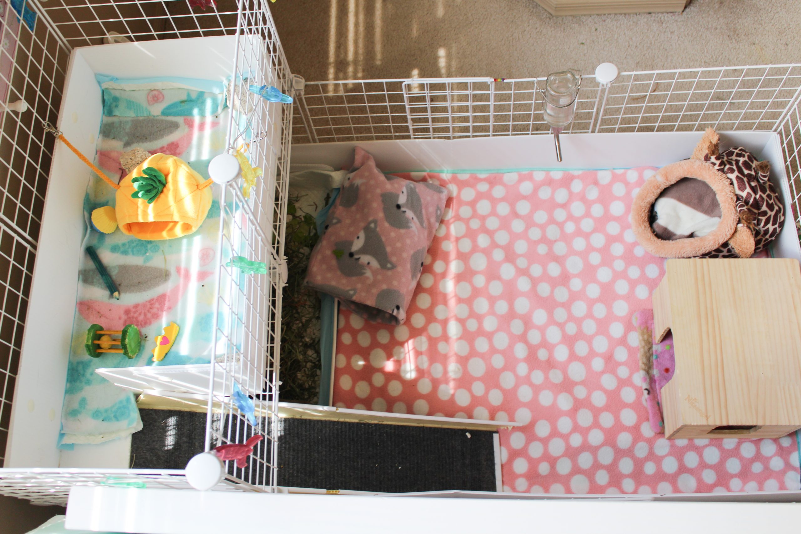 Guinea pig clearance cage cleaning routine