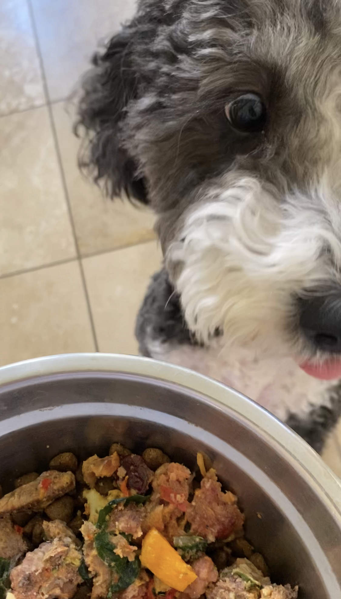 Making your own healthy dog food best sale