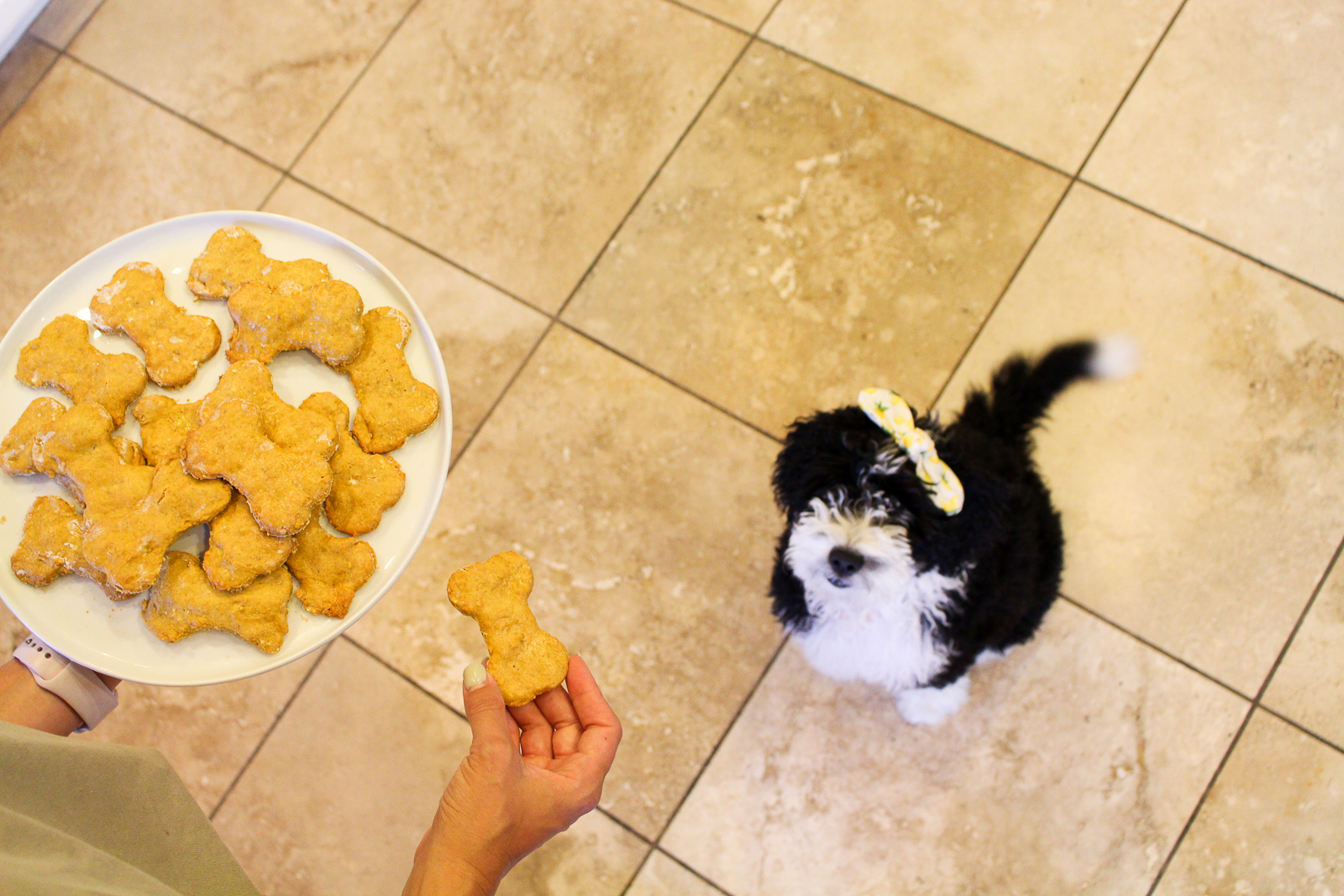 Easy Homemade Dog Treats & Waggo Dog Bowls