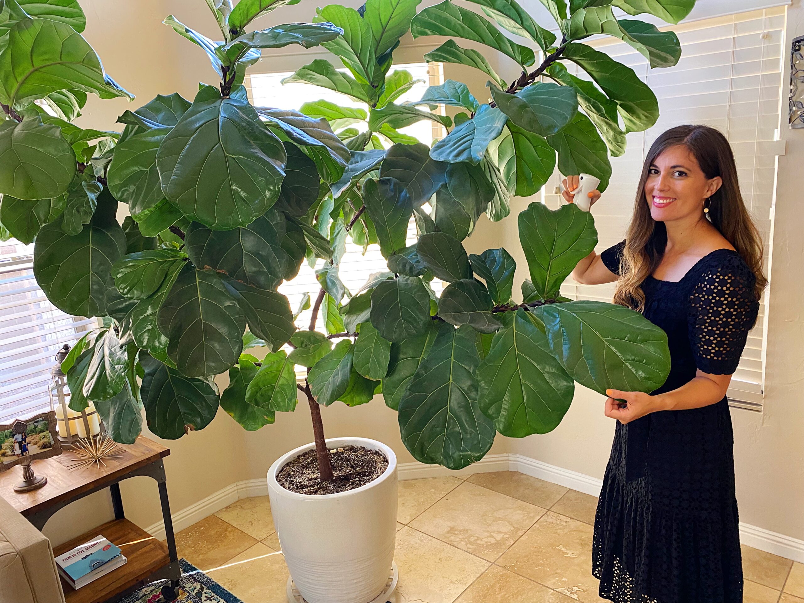 fiddle leaf fig tree