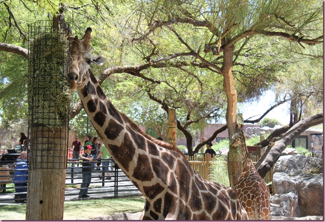 giraffes