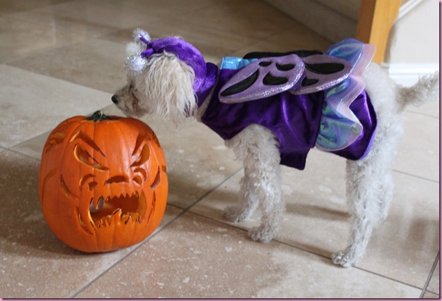 bella the butterfly and a pumpkin