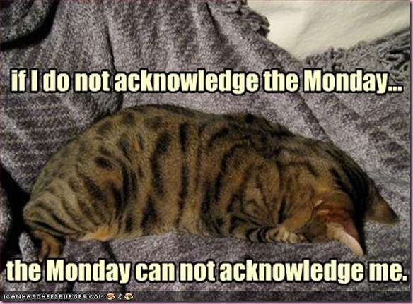 funny-pictures-cat-does-not-acknowledge-monday