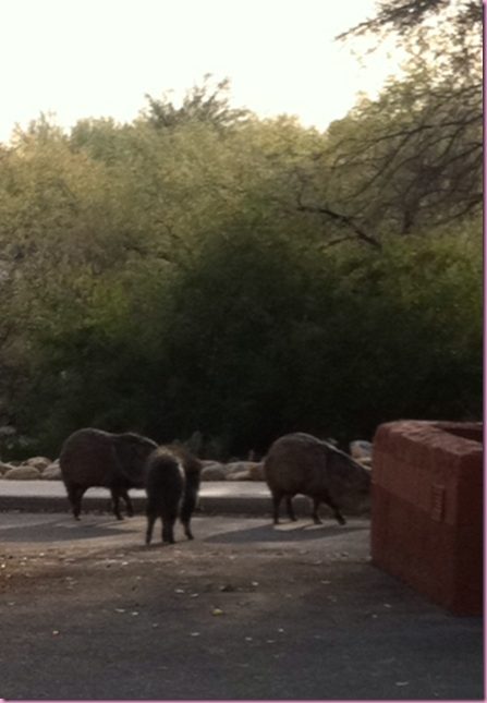 javelinas