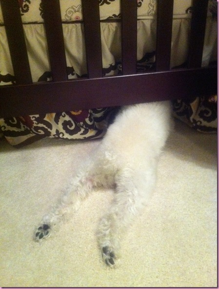 bella under crib