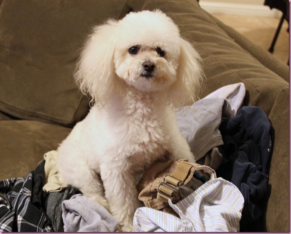 bella on the laundry