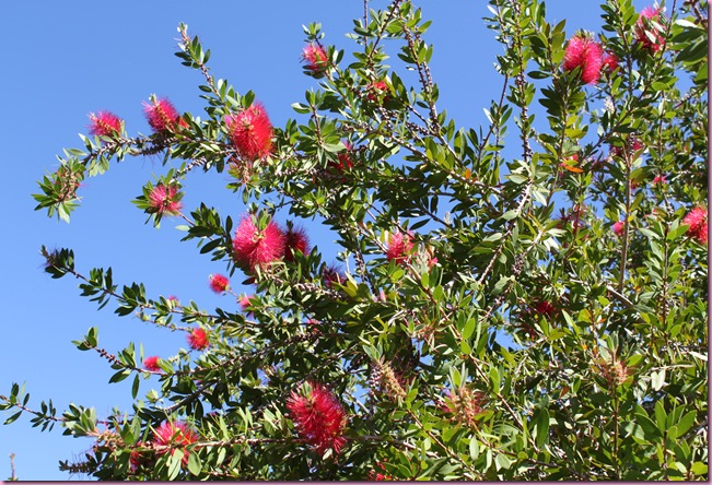 bottle brush