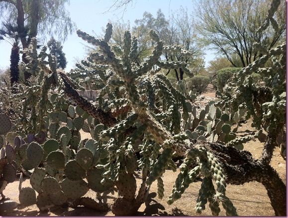 cactus8