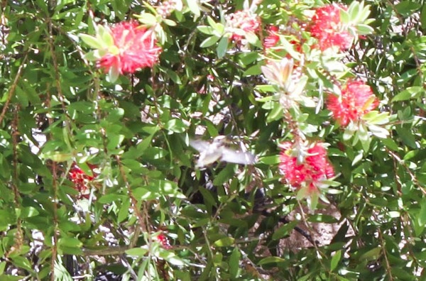 Hummingbird