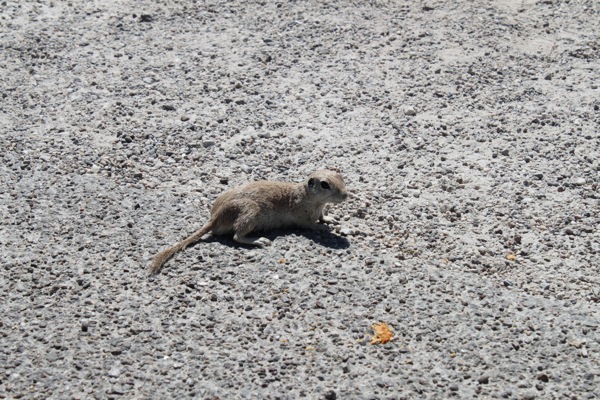 Prairie dog