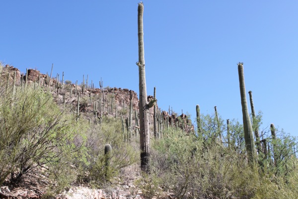 Sabino canyon3