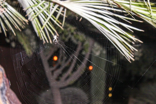 Spiderweb