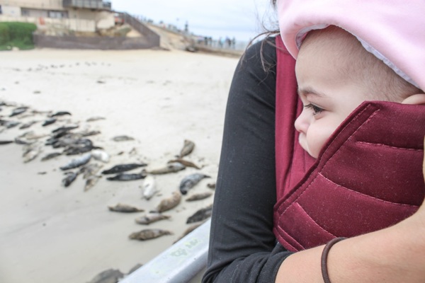 Seal watching