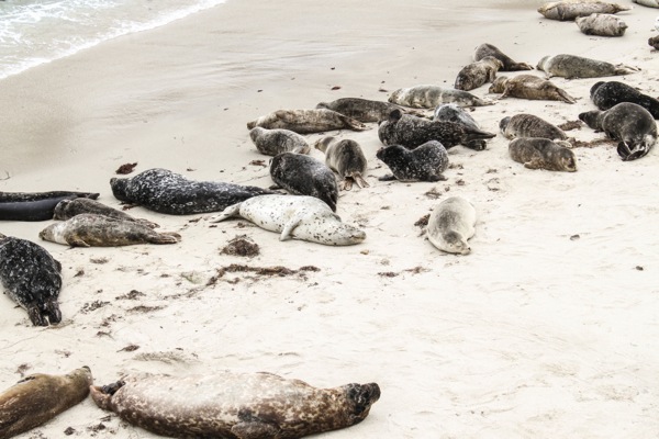 Seals 2