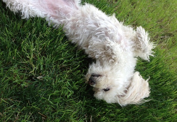 Bell in the grass