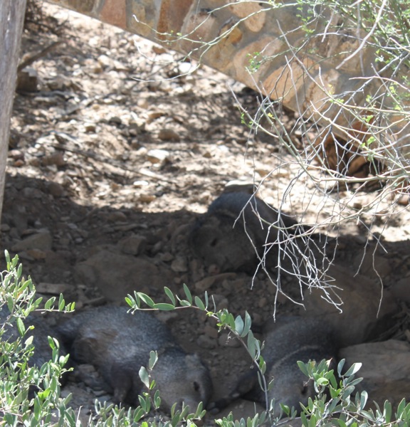 Javelinas