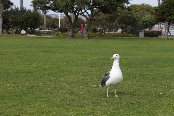 Seagull  1 of 1 3