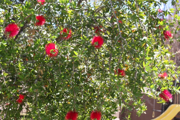 Bottle brush  1 of 1