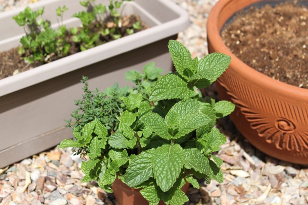 Mint and other herbs in planters