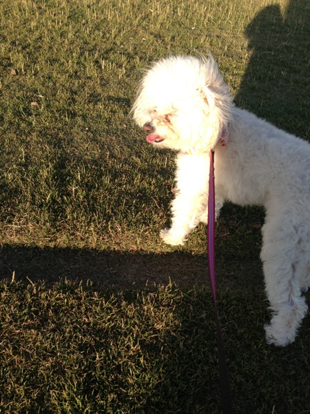 Bell at the park