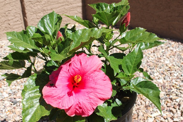 Hibiscus  1 of 1