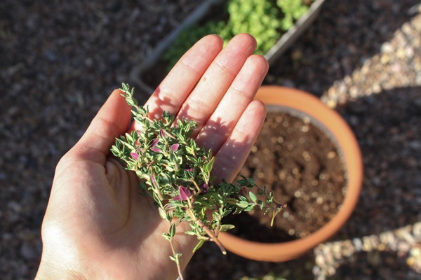 Thyme  1 of 1