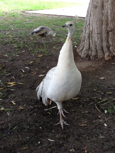 Peacock