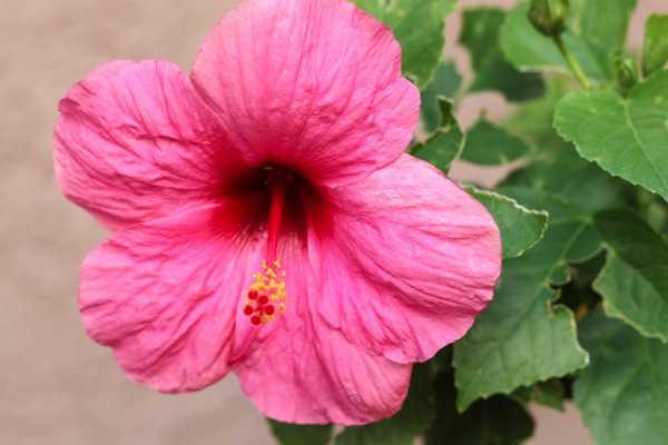 Hibiscus