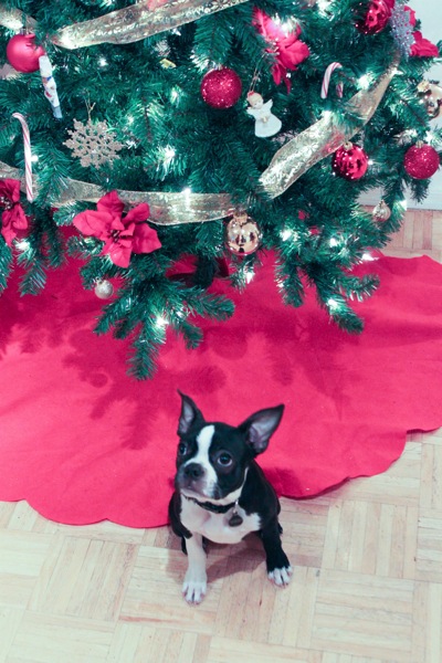 Luna puppy in front of Christmas tree