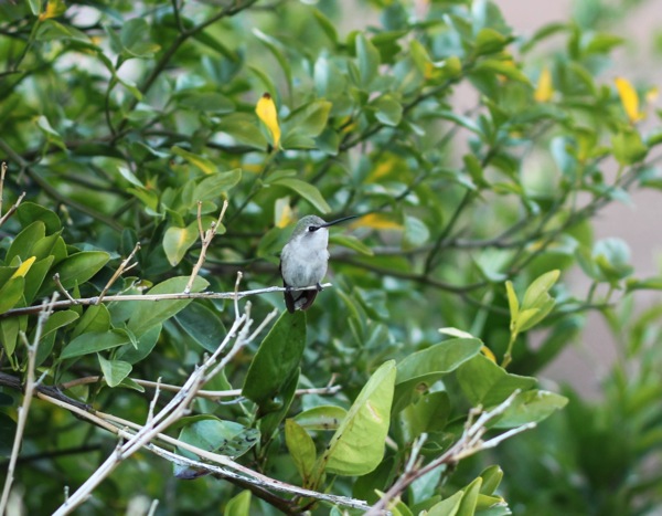 Hummingbird  1 of 1