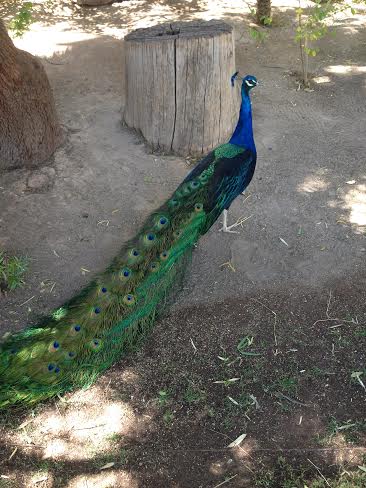 Peacock2