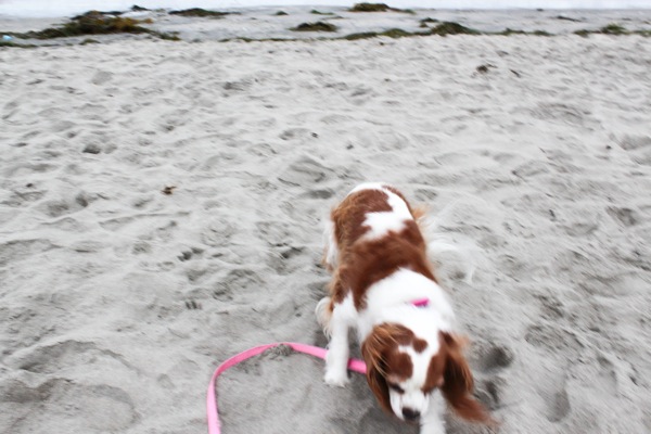 Caro at dog beach  1 of 1