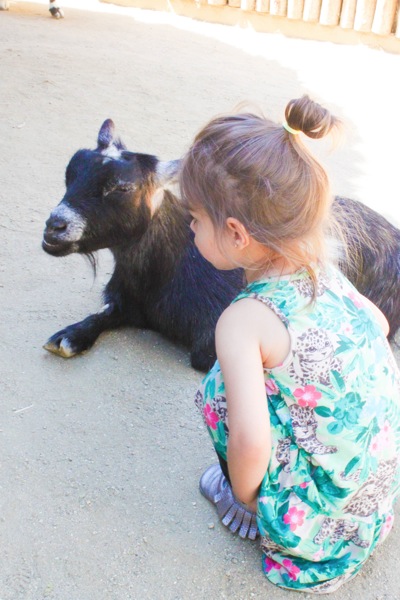 Petting the goat  1 of 1