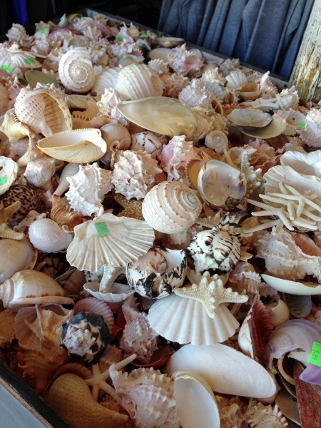 Shells