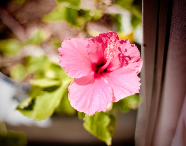 pink hibiscus