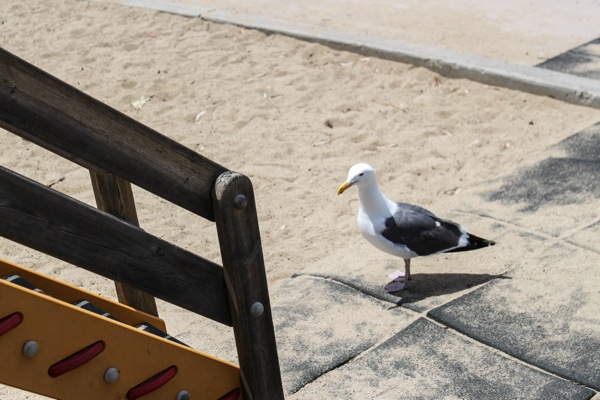 Seagull at the park