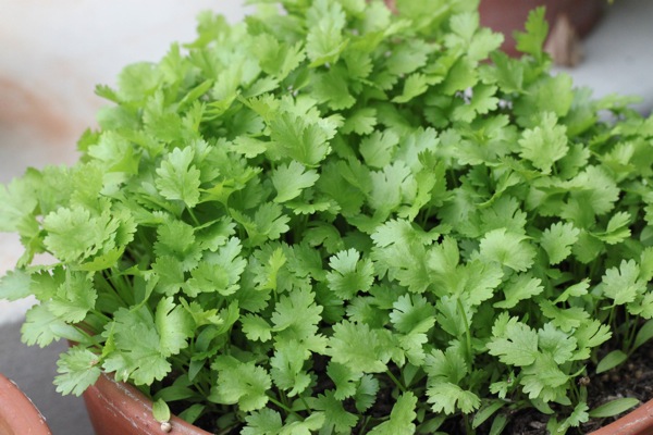 Cilantro in a pot