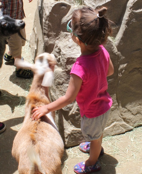 Feeding the goat  1 of 1