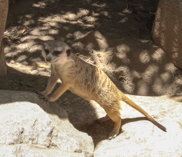 Meerkat  1 of 1