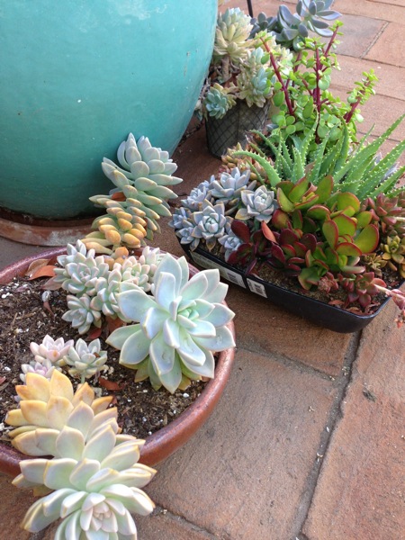 Succulents