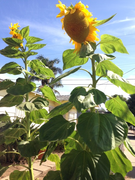 Sunflowers