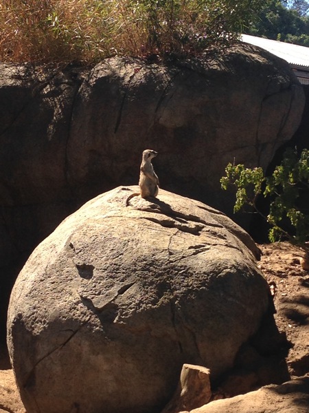 Meerkat