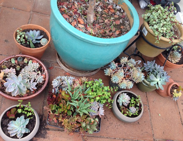 Succulents12