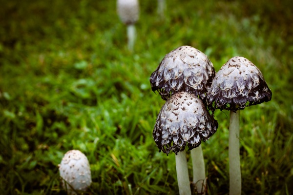 Mushrooms  1 of 1