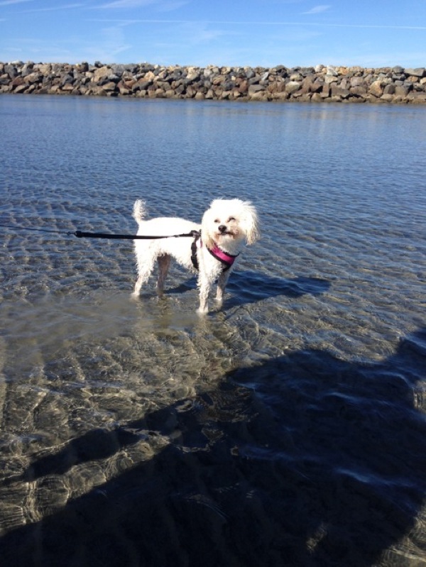 Bell at the dog beach