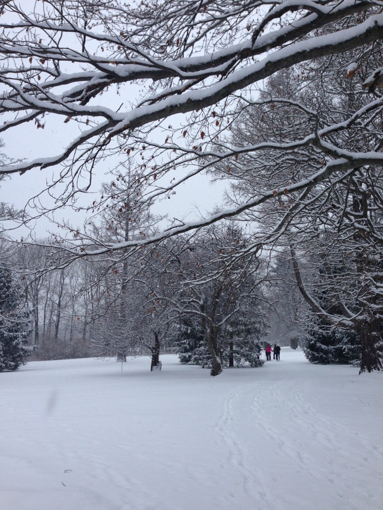 in the snow globe