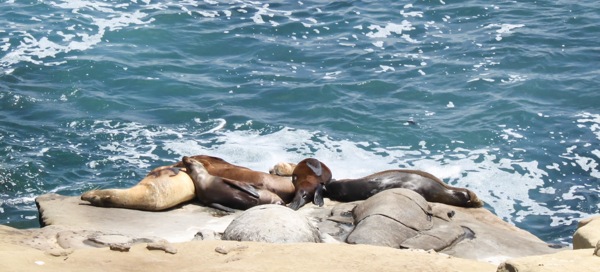 Sleeping seals